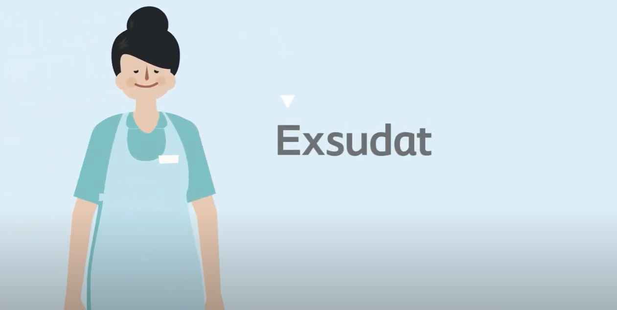 What is exudate