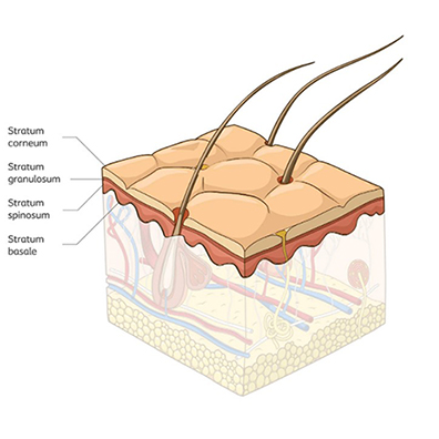 The epidermis